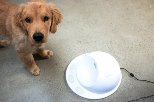 Epi the Golden Retriever Puppy waits patiently to play the Hub